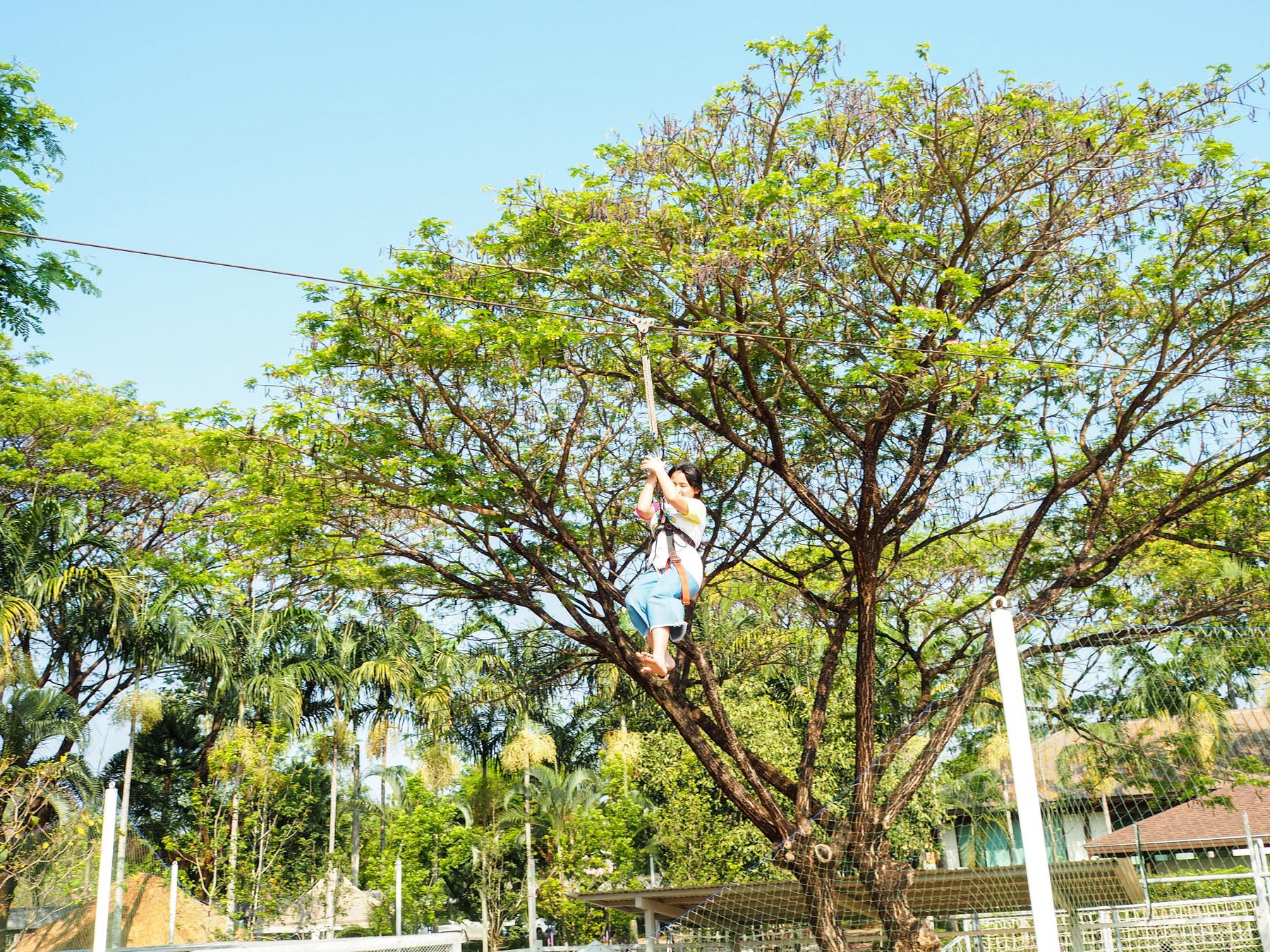 Flying Squirrel